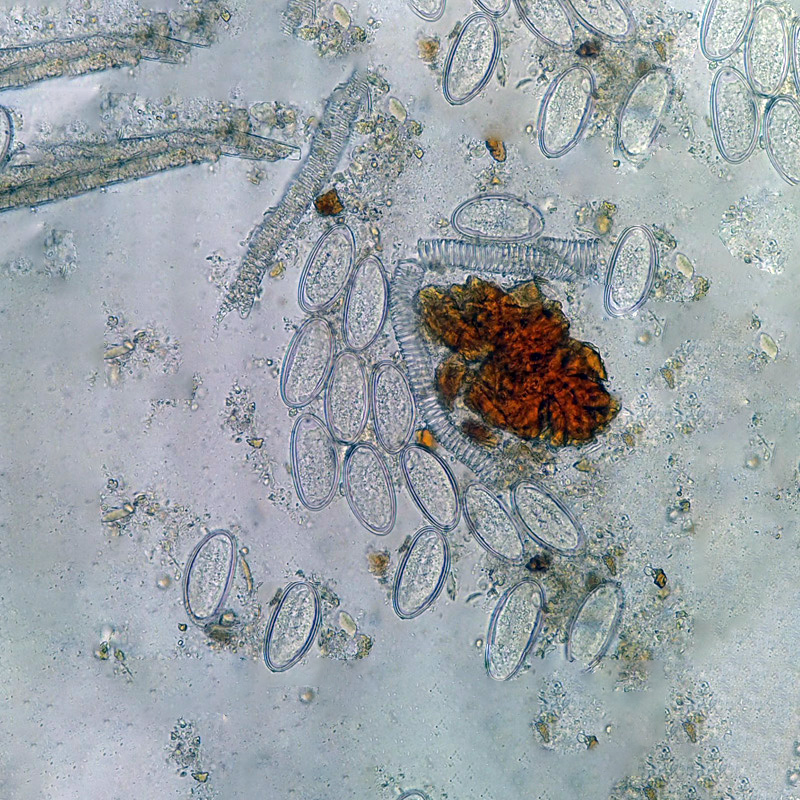 Микроскоп для ветеринарии | Микроскопия — Микросистемы