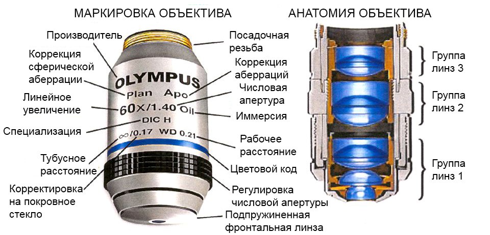 Микроскопы. Разновидности, устройство, применение.