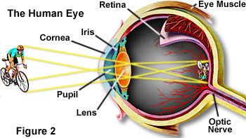 microsystemy_ru_articles_Anatomy_of_the_Microscope_Introduction