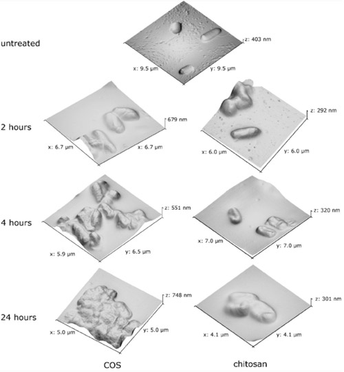 microsystemy_ru_articles_Atomic-force_microscope