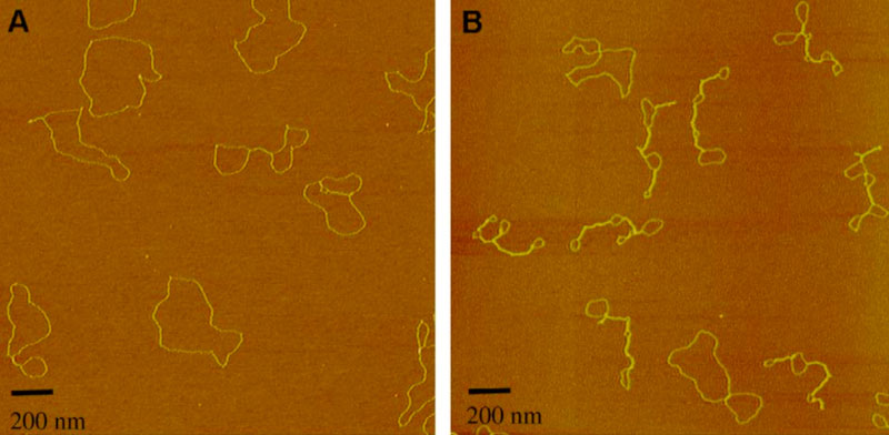 microsystemy_ru_articles_Atomic-force_microscope