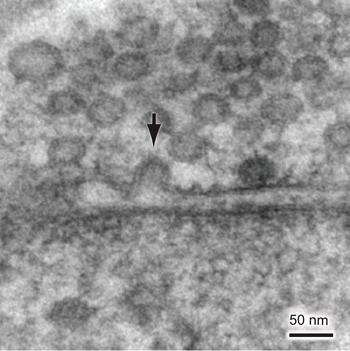 microsystemy_ru_articles_Capturing_Cellular_Dynamics_with_Millisecond_Temporal_Resolution