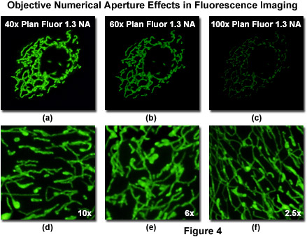 www_microsystemy_ru_articles_Choosing_Objectives_for_Fluorescent_Protein_Imaging