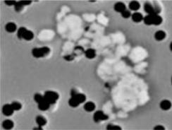 articles_Cleanliness_Analysis_in_Relation_to_Particulate_Contamination