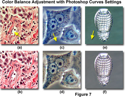 www_microsystemy_ru_articles_Color_Balance_in_Digital_Imaging