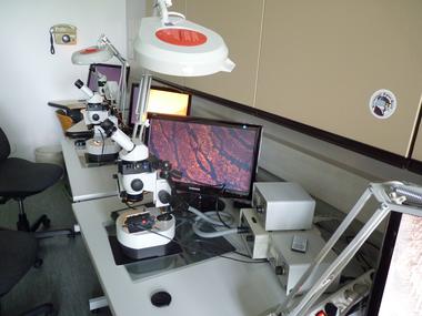 Установление личности человека по отпечаткам пальцев – Интерактивная микроскопическая система облегчает процесс обучения специалистов в области дактилоскопии.