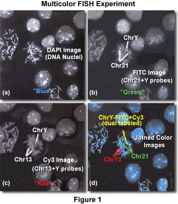 www_microsystemy_ru_articles_Fluorescence_in_situ_Hybridization