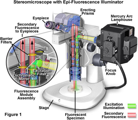 www_microsystemy_ru_articles_Fluorescence_in_situ_Hybridization