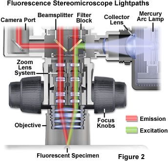 www_microsystemy_ru_articles_Fluorescence_in_situ_Hybridization