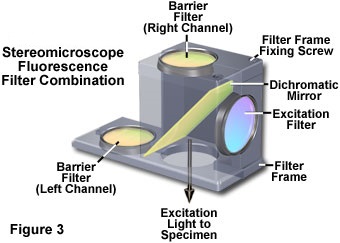 www_microsystemy_ru_articles_Fluorescence_in_situ_Hybridization