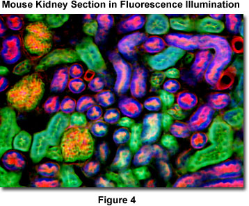 www_microsystemy_ru_articles_Fluorescence_in_situ_Hybridization