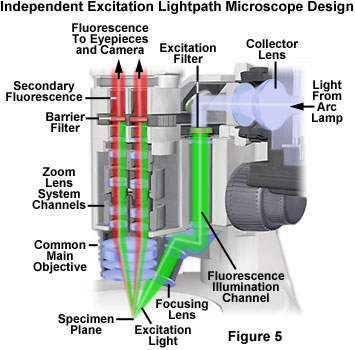 www_microsystemy_ru_articles_Fluorescence_in_situ_Hybridization