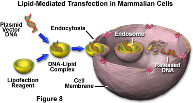 www_microsystemy_ru_articles_Fluorescent_Protein_Vectors_and_Gene_Transfer