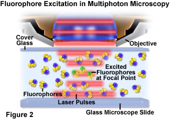 www_microsystemy_ru_articles_Fundamentals_and_Applications_in_Multiphoton_Excitation_Microscopy