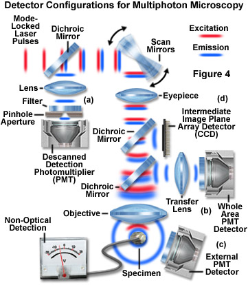 www_microsystemy_ru_articles_Fundamentals_and_Applications_in_Multiphoton_Excitation_Microscopy