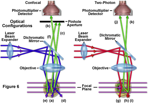 www_microsystemy_ru_articles_Fundamentals_and_Applications_in_Multiphoton_Excitation_Microscopy