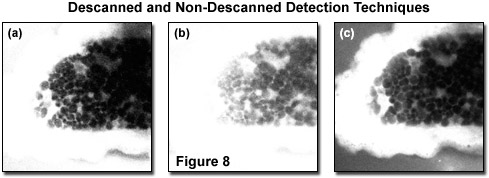 www_microsystemy_ru_articles_Fundamentals_and_Applications_in_Multiphoton_Excitation_Microscopy_Part_2