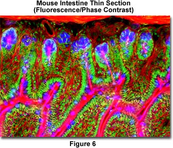 www_microsystemy_ru_articles_Fundamentals_of_Digital_Imaging