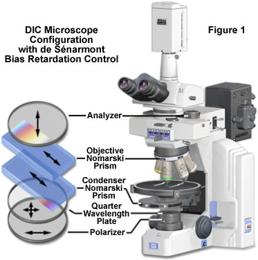 www_microsystemy_ru_articles_de_Senarmont_Bias_Retardation_in_DIC