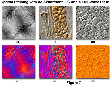 www_microsystemy_ru_articles_de_Senarmont_Bias_Retardation_in_DIC_Microscopy