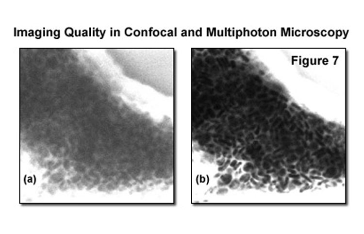 Основы и применения микроскопии с многофотонным возбуждением. Часть II