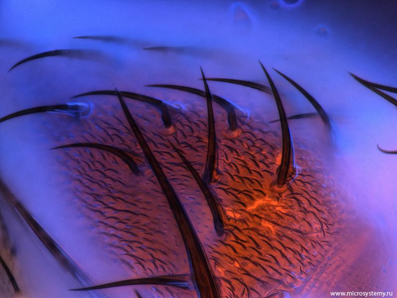 Флуоресцентное изображение хитинового покрова дроз. Keyence BZ-9000
