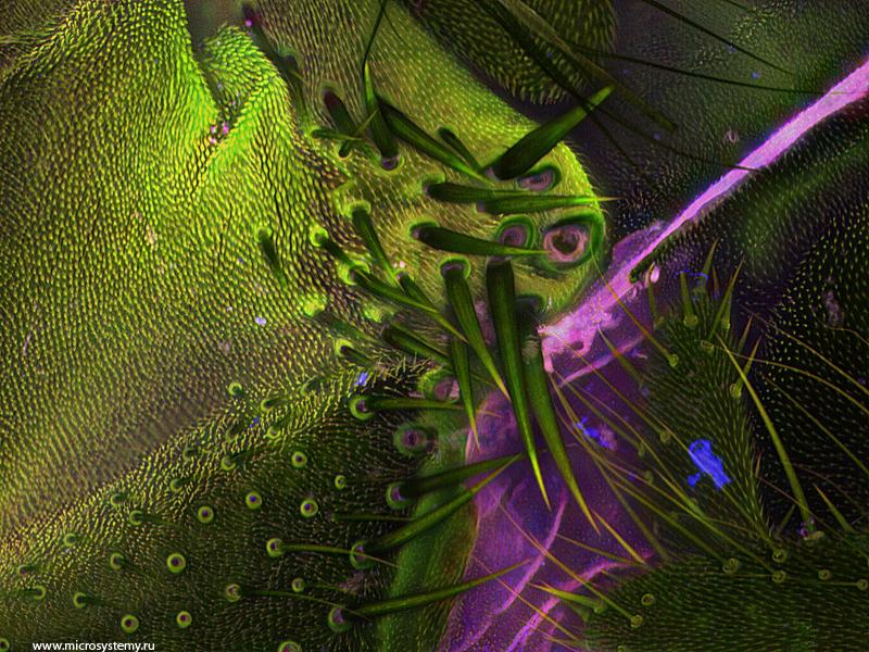 Флуоресцентное изображение хитинового покрова дрозофилы. Keyence BZ-9000