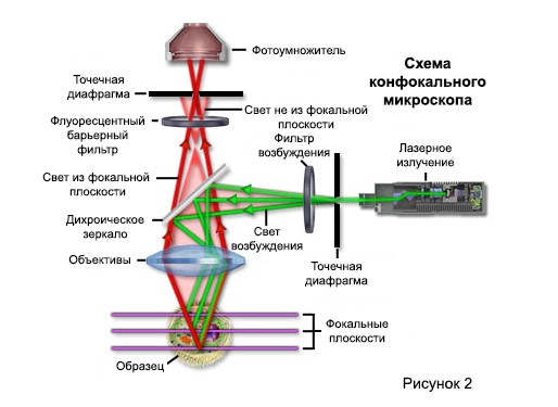 skhema-konfokalnogo-mikroskopa картинка