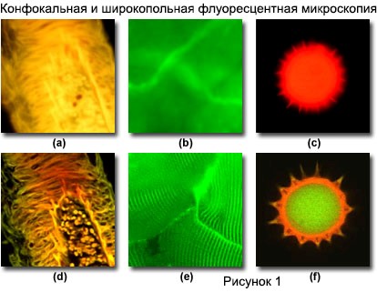 сравнение технологий микроскопии