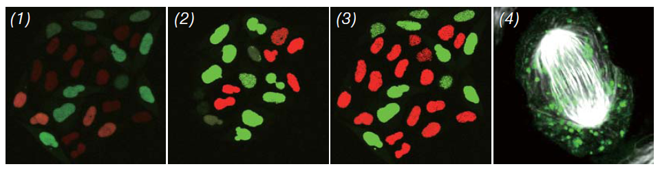 fv3000-cell-division