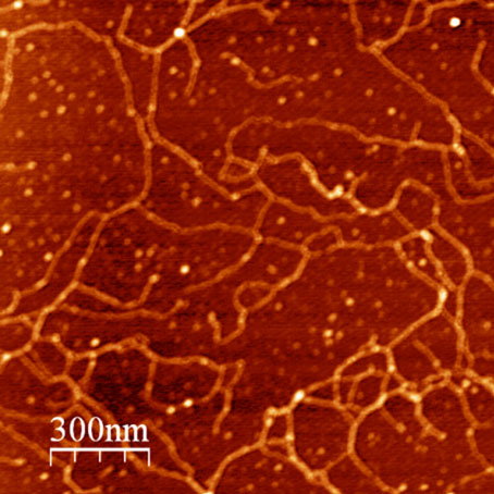 Атомно-силовой микроскоп FM-Nanoview1000 AFM 1000-6.jpg
